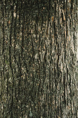Embossed texture of the brown bark of a tree with green moss and lichen on it. Expanded circular panorama of the bark of an oak.