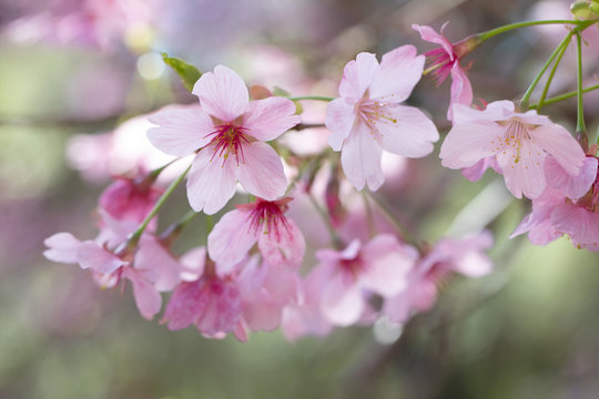 Original botanical close up photograph of a stalk of delicate pink cherry blossoms hanging from a tree branch in the garden