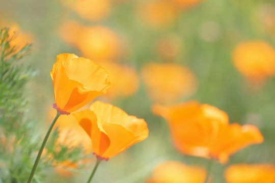 Original photograph of California Golden Poppies in a field of poppies.