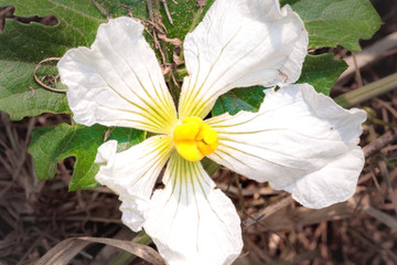 A wild melon (Lagenaria sphaerica) flower and fruit plant growing, Uganda, Africa