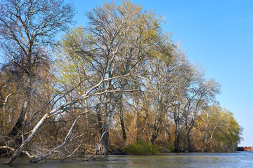 Riverbank of calm Danube river with green trees in early spring