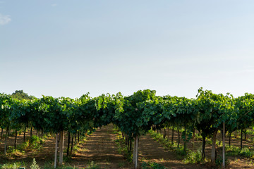 Fototapeta na wymiar Vineyard with growing wine grapes on Italian hills, Italy