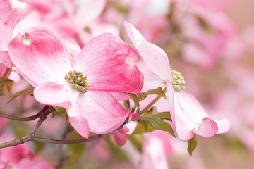 Fototapeta na wymiar Original photograph of pink Dogwood blossoms on a tree