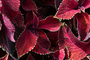 Coleus flowers macro