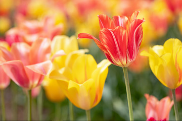 Original photograph of brightly colored tulips growing in a tulip field