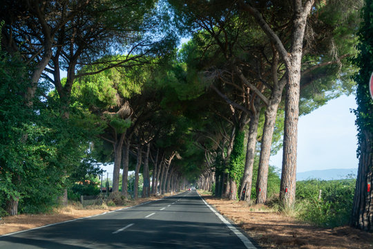 Scenic driving on new via Appia road S7 with high green  mediterranean pine trees connected Rome, Latina and Terracina