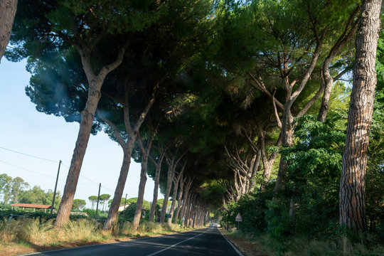 Scenic driving on new via Appia road S7 with high green  mediterranean pine trees connected Rome, Latina and Terracina