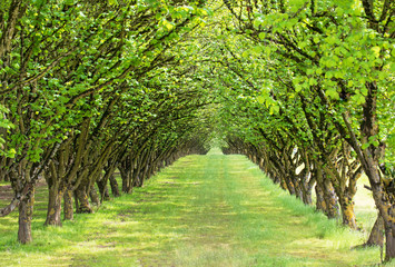 Original photograph of a tree tunnel of Hazelnut trees in the green of spring