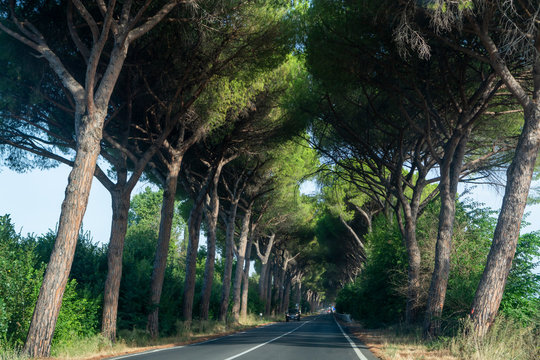 Scenic driving on new via Appia road S7 with high green  mediterranean pine trees connected Rome, Latina and Terracina