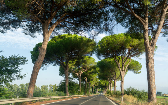 Scenic driving on new via Appia road S7 with high green  mediterranean pine trees connected Rome, Latina and Terracina