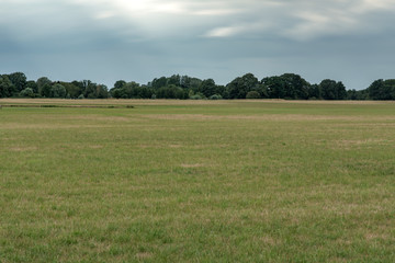 Fototapeta premium Meadow with forest on horizon under dark cloudy sky. Long exposure shot.