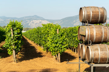 Vineyard with growing red wine grapes in Lazio, Italy - obrazy, fototapety, plakaty