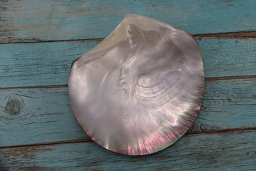 Coquillage en nacre
