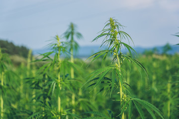 Summer hemp field ready to harvest