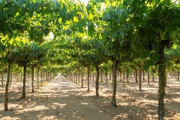 Fototapeta na wymiar Vineyard with growing white wine grapes in Lazio, Italy