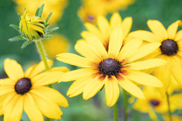 Original close up photograph of  cheery yellow Rudbeckia flowers growing in a garden