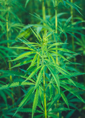Summer hemp field ready to harvest