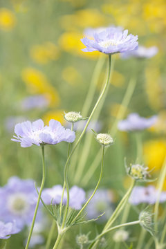 Original photograph of Lavender Pincushion flower growing among yellow flowers in the garden