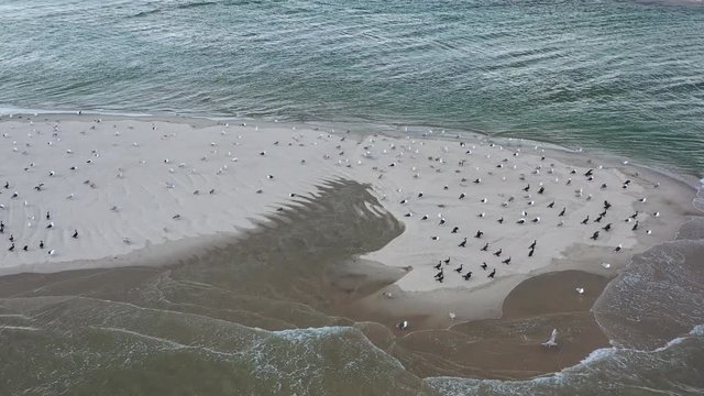Birds rest on a  scenic beach on Cape Cod, Massachusetts. Migratory birds fly through Cape Cod to feed.