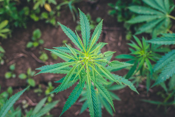 Summer hemp field ready to harvest