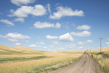 Fototapeta na wymiar Original photograph of a gravel road going through rolling hills of golden wheat fields with wildflowers framing the road