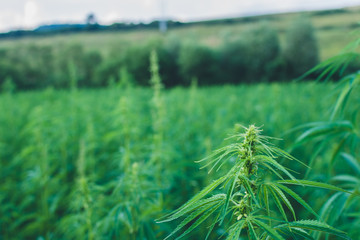 Summer hemp field ready to harvest