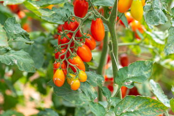Red italian datterini pomodori tomatoes growing in greenhouse, used for passata, pasta and salades