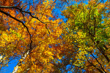 red autumn tree krone, natural autumn background