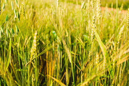 green ears of wheat, barley and rye growing in the field. Close-up.
