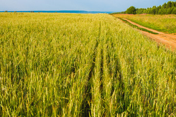 green ears of wheat, barley and rye growing in the field. Close-up.