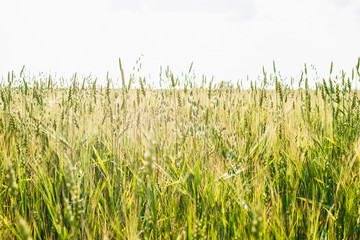 Field of young wheat ears and sky with clouds.
