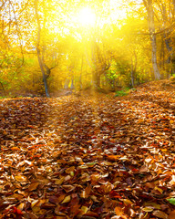 closeup autumn forest glade in the rays of shining sun