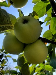 Juicy apple. Kitchen-garden.