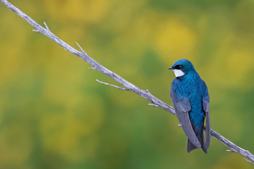 Original photograph of a blue Barn Swallow bird perched on a branch with a green and yellow background with room for text