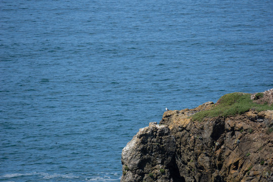 Bird on cliff overlooking ocean