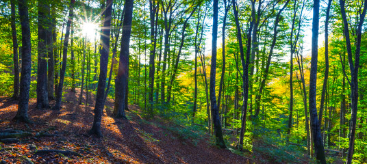 Fototapeta na wymiar beautiful autumn mountain forest in a rays of sun