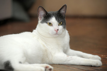 white with gray european shorthair cat © Evdoha