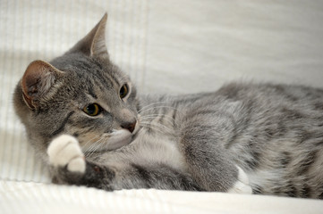 Gray adult mongrel cat lies