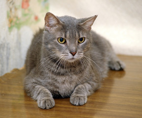 gray shorthair european cat