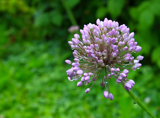 Beautiful  flower head of Allium flower with transparent drops of water on green natural background.