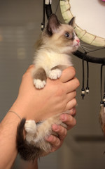 little funny snow shu kitten