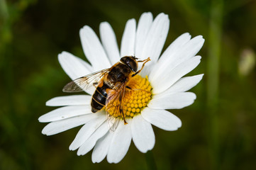 Hoverfly on oxeye daisy