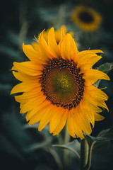 Naklejka premium sunflower