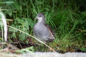 Moorhen juvenile out of the water
