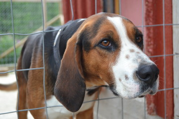 finnish hound in the cage outdoors. beautiful adult dog. sad portrait. 