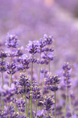 Lavender on lavenders field in bloom