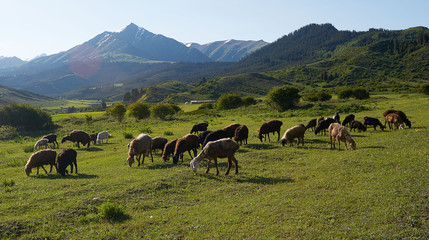 Grazing sheeps on the field among green hills