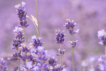 Lavender on lavenders field in bloom