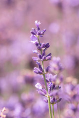 Lavender on lavenders field in bloom