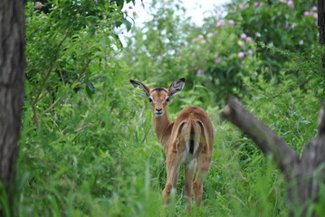 Antelope in game reserve 